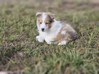 SkittlesF2587, a female Shetland Sheepdog for sale in Pomona, MO – Photo 6 of 10