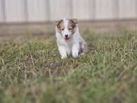 SkittlesF2587, a female Shetland Sheepdog for sale in Pomona, MO – Photo 2 of 10