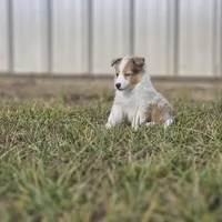SkittlesF2587, a female Shetland Sheepdog for sale in Pomona, MO – Photo 8 of 10