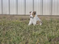 SkittlesF2587, a female Shetland Sheepdog for sale in Pomona, MO – Photo 8 of 10