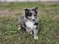 2596, a male Shetland Sheepdog for sale in Pomona, MO – Photo 9 of 10