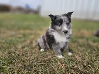2596, a male Shetland Sheepdog for sale in Pomona, MO – Photo 4 of 10