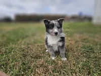 2596, a male Shetland Sheepdog for sale in Pomona, MO – Photo 8 of 10