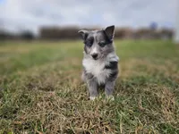 2596, a male Shetland Sheepdog for sale in Pomona, MO – Photo 2 of 10