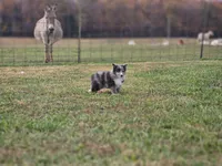 2596, a male Shetland Sheepdog for sale in Pomona, MO – Photo 3 of 10