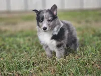 2596, a male Shetland Sheepdog for sale in Pomona, MO – Photo 5 of 10