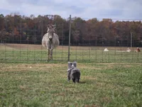 2596, a male Shetland Sheepdog for sale in Pomona, MO – Photo 6 of 10