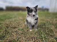 2596, a male Shetland Sheepdog for sale in Pomona, MO – Photo 7 of 10