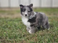 2596, a male Shetland Sheepdog for sale in Pomona, MO – Photo 1 of 10