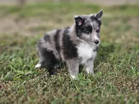 2596, a male Shetland Sheepdog for sale in Pomona, MO – Photo 10 of 10