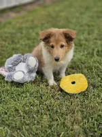 Bart, a male Shetland Sheepdog for sale in Pomona, MO – Photo 3 of 10