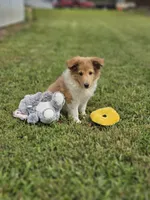 Bart, a male Shetland Sheepdog for sale in Pomona, MO – Photo 5 of 10
