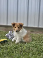 Bart, a male Shetland Sheepdog for sale in Pomona, MO – Photo 6 of 10