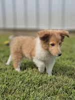 Bart, a male Shetland Sheepdog for sale in Pomona, MO – Photo 7 of 10