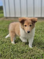Bart, a male Shetland Sheepdog for sale in Pomona, MO – Photo 2 of 10
