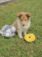 Bart, a male Shetland Sheepdog for sale in Pomona, MO – Photo 9 of 10