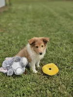 Bart, a male Shetland Sheepdog for sale in Pomona, MO – Photo 10 of 10
