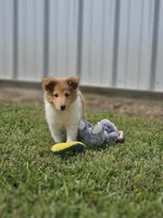 Bart, a male Shetland Sheepdog for sale in Pomona, MO – Photo 1 of 10