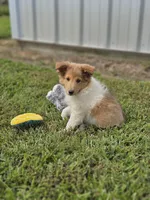Bart, a male Shetland Sheepdog for sale in Pomona, MO – Photo 4 of 10
