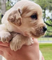 Johnny, a male Golden Retriever for sale in San Antonio, TX – Photo 5 of 10