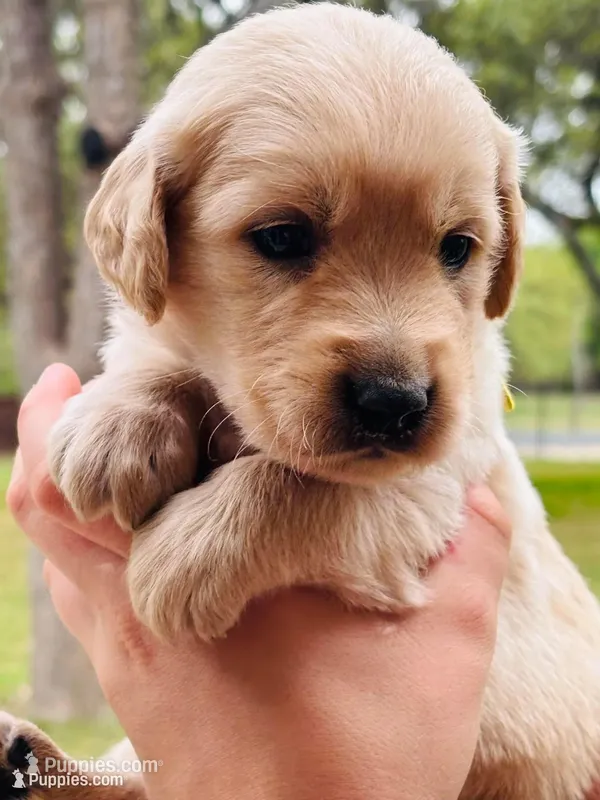 Johnny – Golden Retriever puppy on hold in San Antonio, TX