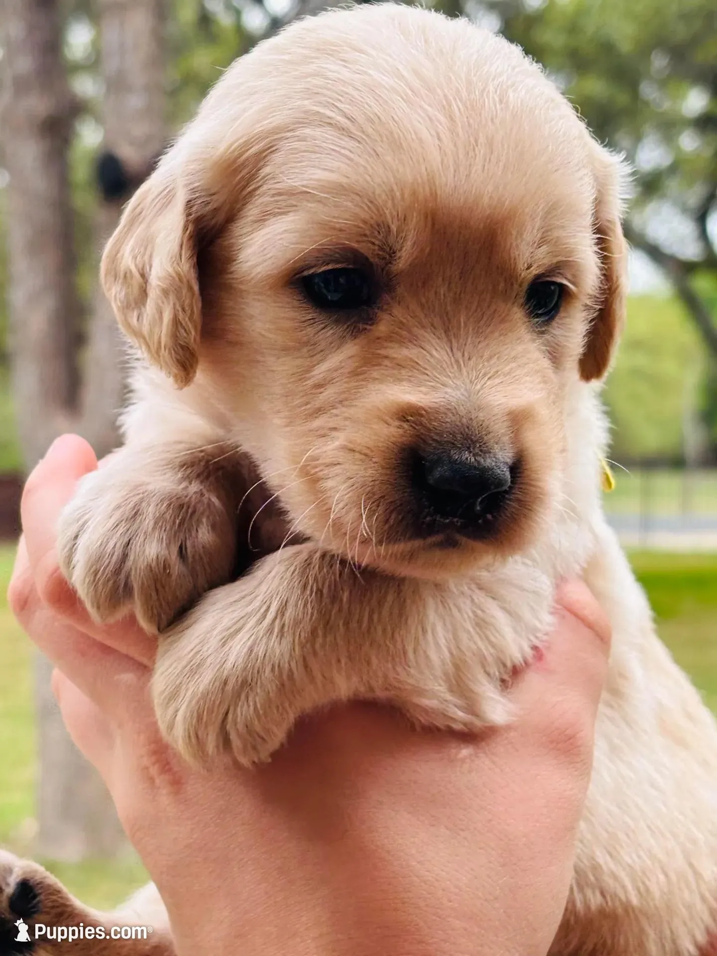 Johnny, a male Golden Retriever for sale in San Antonio, TX – Photo 1 of 10