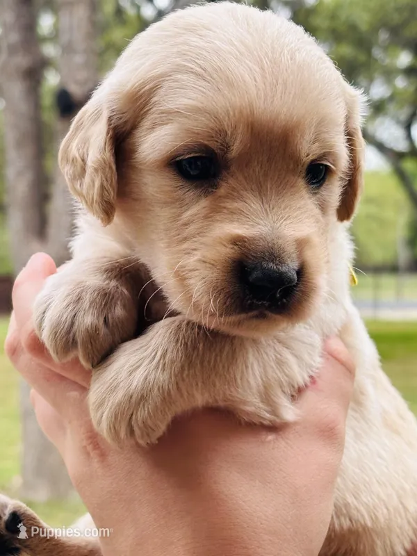 John  – Golden Retriever puppy for sale in San Antonio, TX