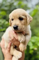 Johnny, a male Golden Retriever for sale in San Antonio, TX – Photo 4 of 10