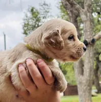 Johnny, a male Golden Retriever for sale in San Antonio, TX – Photo 3 of 10