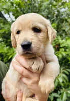 Johnny, a male Golden Retriever for sale in San Antonio, TX – Photo 7 of 10