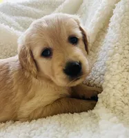 Johnny, a male Golden Retriever for sale in San Antonio, TX – Photo 10 of 10