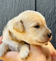 John , a male Golden Retriever for sale in San Antonio, TX – Photo 2 of 2