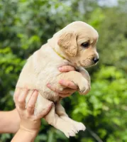 Johnny, a male Golden Retriever for sale in San Antonio, TX – Photo 6 of 10