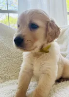 Johnny, a male Golden Retriever for sale in San Antonio, TX – Photo 8 of 10