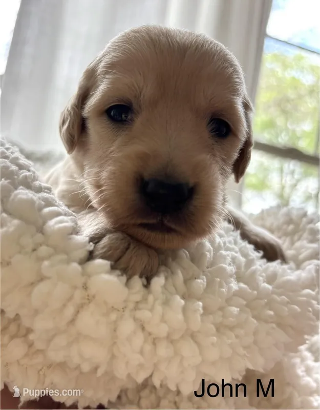 John  – Golden Retriever puppy for sale in San Antonio, TX