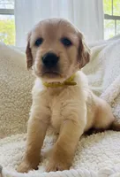 Johnny, a male Golden Retriever for sale in San Antonio, TX – Photo 9 of 10