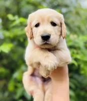 Tommy , a male Golden Retriever for sale in San Antonio, TX – Photo 3 of 7