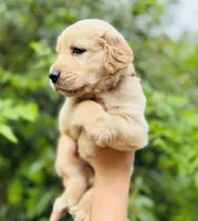 Tommy , a male Golden Retriever for sale in San Antonio, TX – Photo 4 of 7