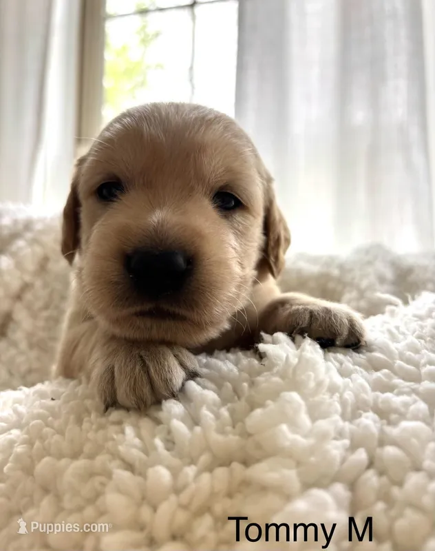 Tommy  – Golden Retriever puppy for sale in San Antonio, TX
