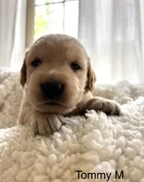 Tommy , a male Golden Retriever for sale in San Antonio, TX – Photo 1 of 2