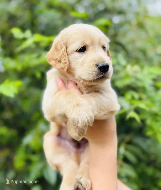 Tommy  – Golden Retriever puppy on hold in San Antonio, TX