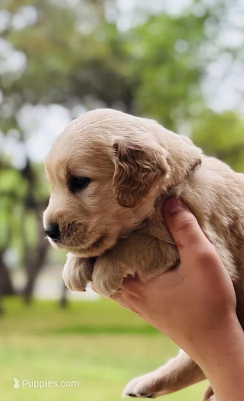 Tommy  – Golden Retriever puppy for sale in San Antonio, TX