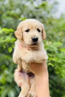 Tommy , a male Golden Retriever for sale in San Antonio, TX – Photo 2 of 7