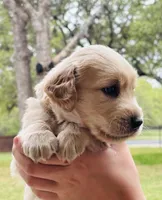 Tommy , a male Golden Retriever for sale in San Antonio, TX – Photo 7 of 7