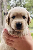 Tommy , a male Golden Retriever for sale in San Antonio, TX – Photo 6 of 7