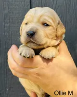 Olie, a male Golden Retriever for sale in San Antonio, TX – Photo 2 of 2