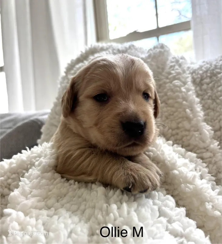 Olie – Golden Retriever puppy for sale in San Antonio, TX