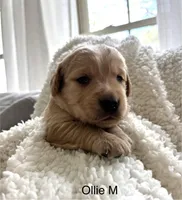 Olie, a male Golden Retriever for sale in San Antonio, TX – Photo 1 of 2