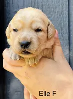 Ella , a female Golden Retriever for sale in San Antonio, TX – Photo 2 of 2