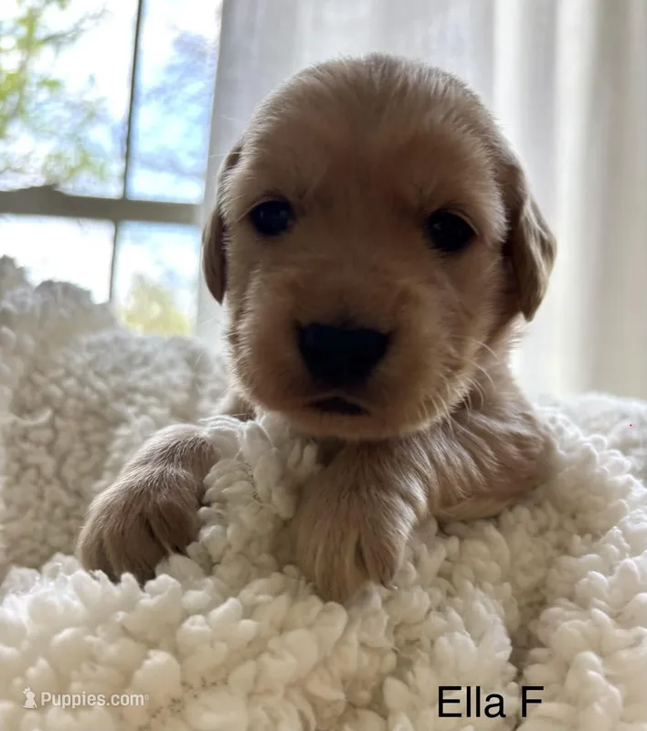 Ella , a female Golden Retriever for sale in San Antonio, TX – Photo 1 of 2